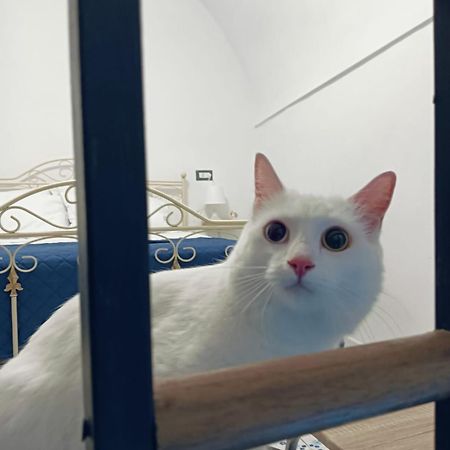 The White Cat Nápoles Exterior foto