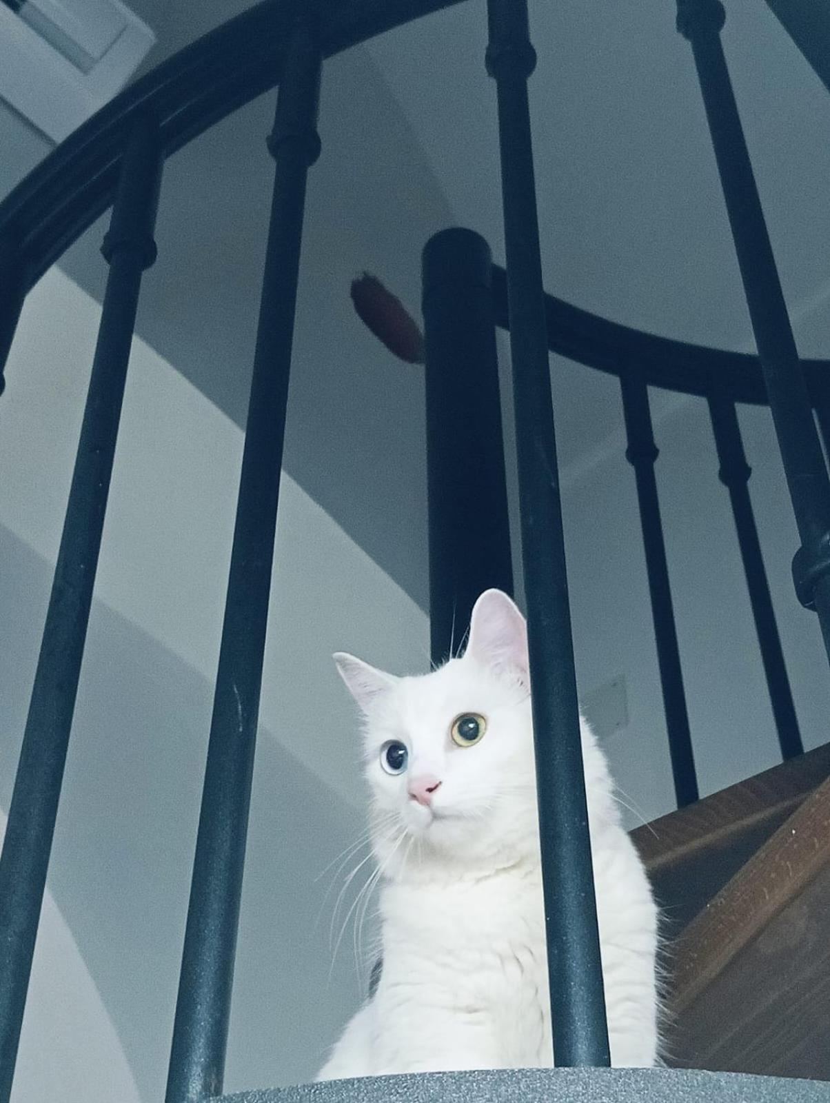 The White Cat Nápoles Exterior foto